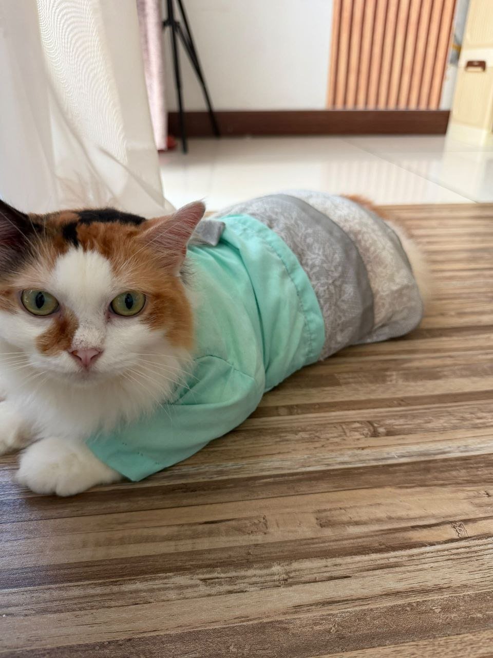Jennie, Yati's 3-year-old male cat