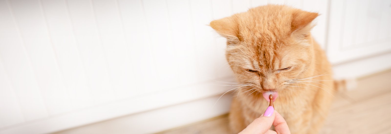 Cat accepting a Twist-Off capsule during a feeding routine