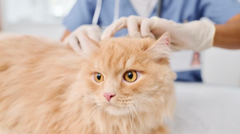 Veterinary professional examining a cat's skin and coat