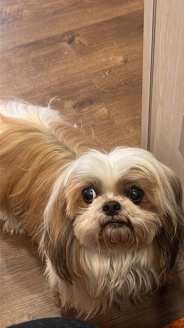 Mindy, Annie's 13-year-old dog